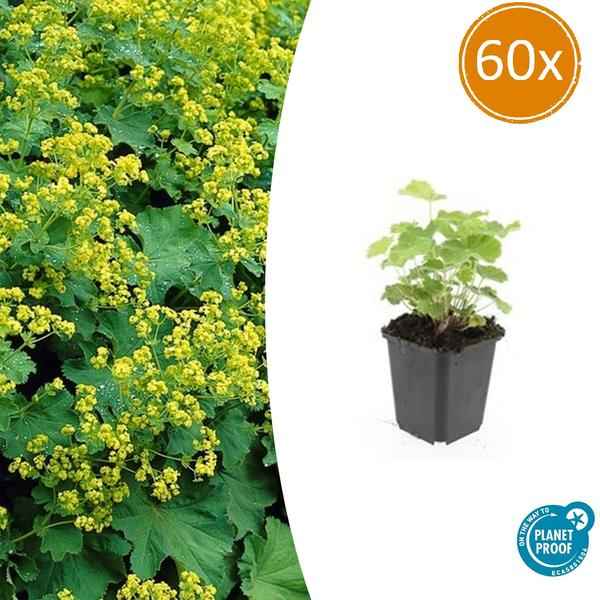 Image of Weicher Frauenmantel Alchemilla mollis – ↕10-25cm – Ø9cm – 60 Pflanzen – Bodendecker & Staude für Beete, schattige Plätze & Garten-1