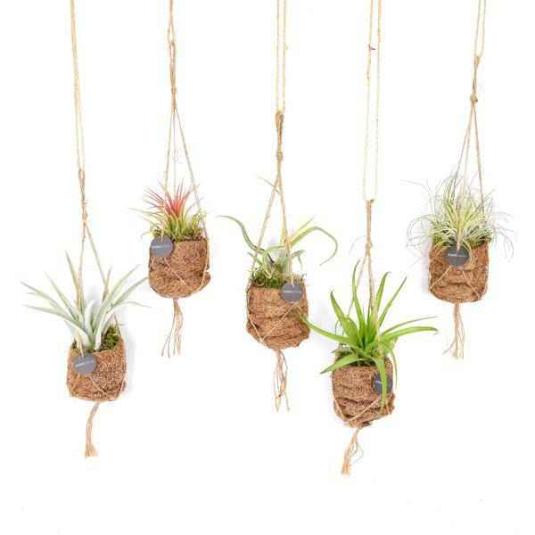Image of Kokodama Tillandsia Vogelnest Mix – Hängepflanze – Luftpflanzen Set – Ø7cm – Höhe ca. 5cm – 8 Pflanzen – Zimmerpflanze im Kokosfaser Topf-0