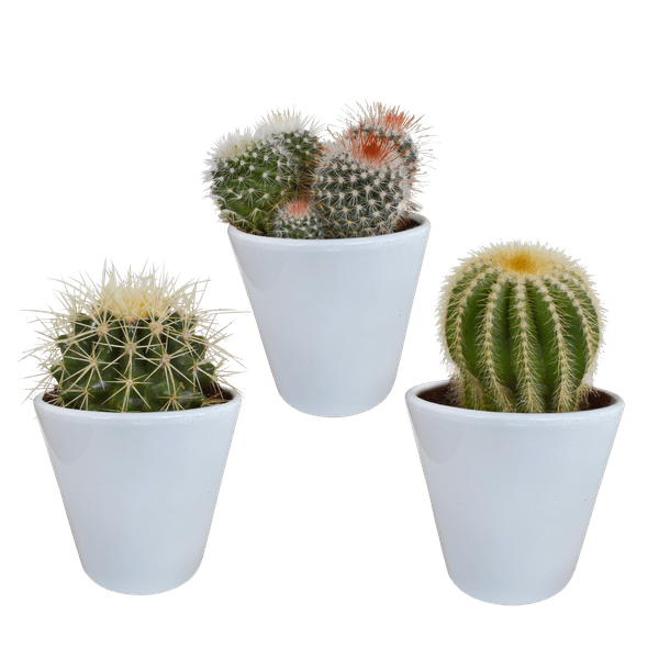 Image of Kakteen Mix 3 Pflanzen Ø8,5cm – pflegeleichtes Pflanzen Set für Urban Jungle, Fensterbank, Wohnzimmer & Büro-0