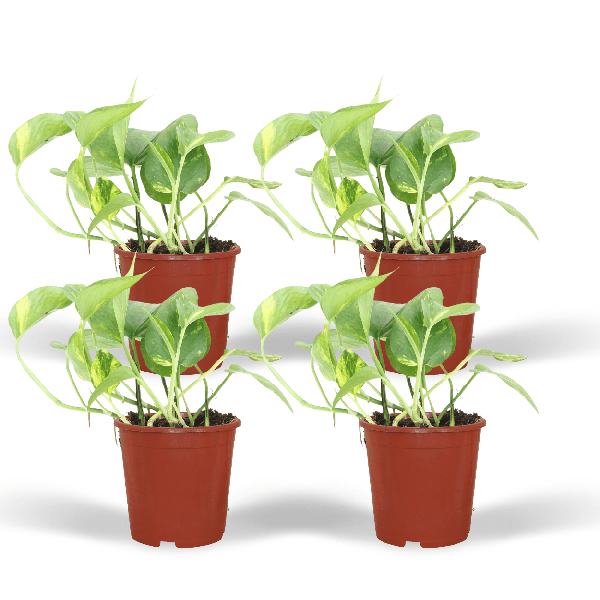 Image of Efeutute Epipremnum aureum Scindapsus Zimmerpflanze Ø12cm ↕20cm – pflegeleichte Grünpflanze für Wohnzimmer, Büro & helle Standorte kaufen-0