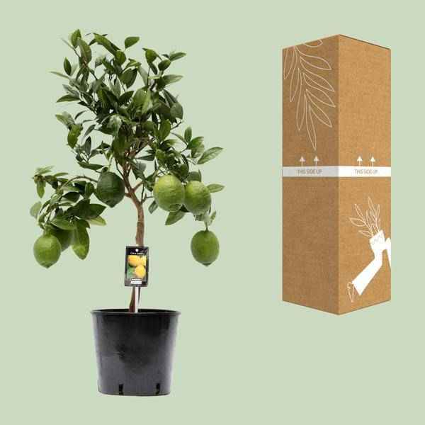 Image of Zitronenbaum – Zitruspflanze – Zitrone – Ø22cm – 80cm hoch-2