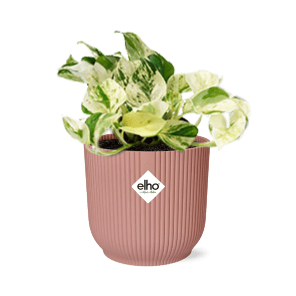 Image of Efeutute – Epipremnum Pinnatum Happy Leaf – pflegeleichte Zimmerpflanze – luftreinigend – Topf Vibes Fold 14cm Rosa – Kletter – und Hängepflanze-0