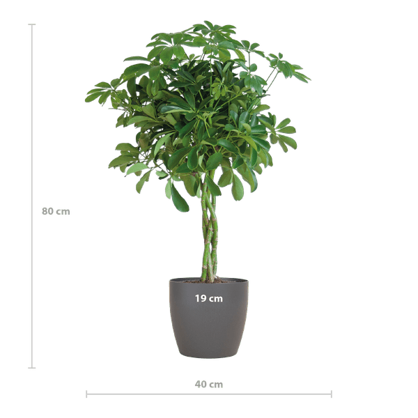 Image of Schefflera Arb Nora – Strahlenaralie – Zimmerpflanze inkl. Übertopf – ↕70cm – Ø21cm – Kletterpflanze mit auffälligen Handblättern-1