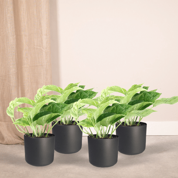 Image of Efeutute Epipremnum Marble Queen Zimmerpflanze Ø12cm – pflegeleichte Grünpflanze für Wohnzimmer, Büro & helle Standorte kaufen-1