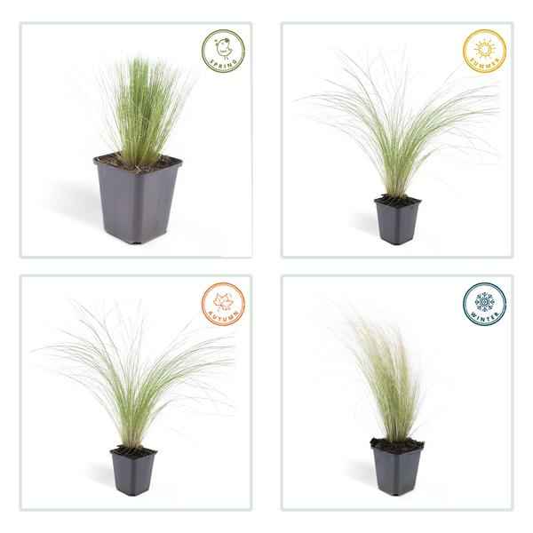 Image of Federgras Stipa tenuissima 'Pferdeschwänze' – ↕10-25cm – Ø9cm – 60 Pflanzen – Luftiges, graziles Ziergras – Blüte Mai – September