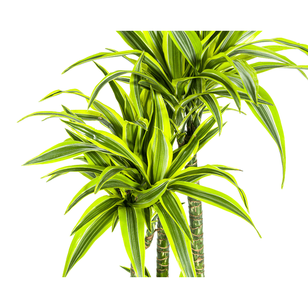 Image of Drachenbaum Dracaena Deremensis Lemon Lime Zimmerpflanze Ø27cm ↕180cm – pflegeleichte Grünpflanze für Wohnzimmer, Büro & helle Standorte kaufen