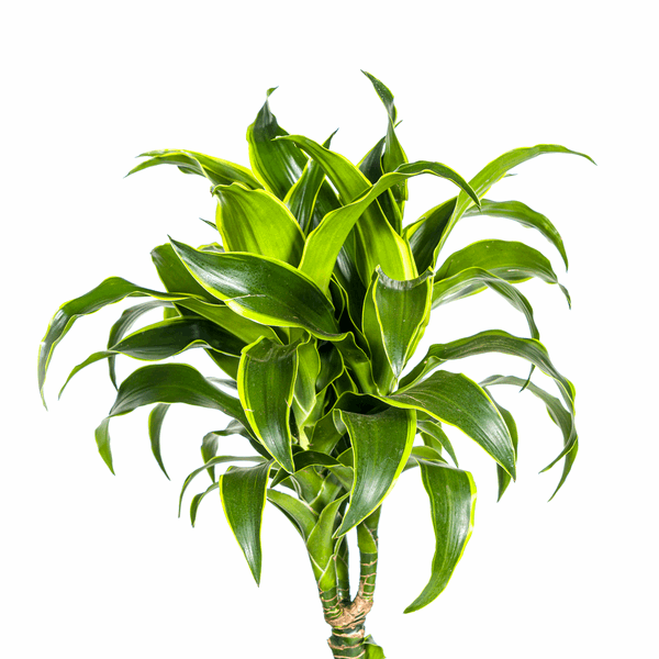 Image of Dracaena Deremensis Dorado – Drachenbaum – Ø24cm – ↕120-140cm – Elegante Zimmerpflanze mit dunkelgrünen Blättern & gelbem Rand-1