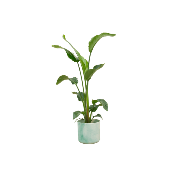 Image of Strelitzia Nicolai – Baum – Strelitzie – Zimmerpflanze ca. 100cm – Ø22cm inkl. Ocean Pacific Green Übertopf – Tropisches Flair für Zuhause & Büro-0