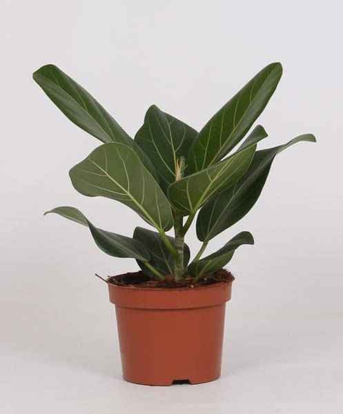 Image of Banyan – Feige Ficus Bengalensis Zimmerpflanze Ø12cm ↕25cm – pflegeleichte Grünpflanze für Wohnzimmer, Büro & helle Standorte kaufen-0