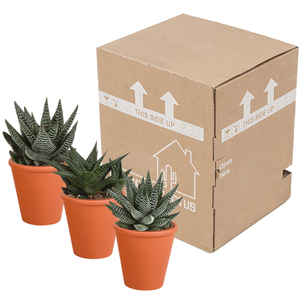 Image of Sukkulenten Mix Gasteria & Haworthia – 3 Pflanzen – Ø8,5cm Zimmerpflanzen im Terrakotta – Topf – Verschiedene Mini – Sukkulenten-2