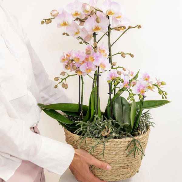 Image of Einlage mit Wasserreservoir für Orchideenschale – Bewässerungssystem für Orchideen – Feldstrauß 1x12cm + 2x9cm + 3x WaterWicks – Ø25cm