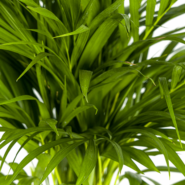 Image of Dypsis Areca Lutescens – Goldfruchtpalme – Zimmerpflanze Ø19cm ↕80-100cm – Federartige Blätter – Tropisches Flair – Pflegeleicht-2
