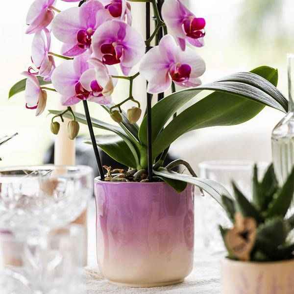 Image of Gradience Übertopf Rosa – Ø9cm – Keramik – Blumentopf mit Farbverlauf – Glänzender Übertopf für Orchideen, Zimmerpflanzen & Sukkulenten-2
