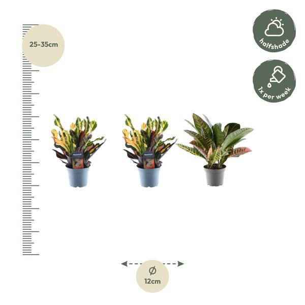 Image of Croton Codiaeum Mix – 3 Pflanzen im Set – Wunderstrauch – Bunte Zimmerpflanzen – Exotische Blattschmuckpflanzen – Ø12cm – ↕30cm