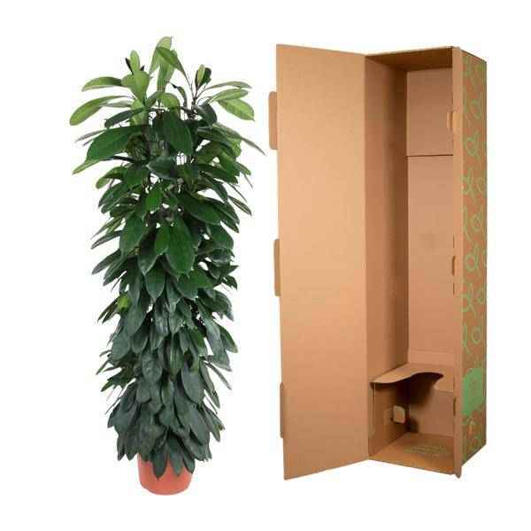 Image of Gummibaum Zimmerpflanze Ø29cm ↕150cm – pflegeleichte Grünpflanze für Wohnzimmer, Büro & helle Standorte kaufen-2