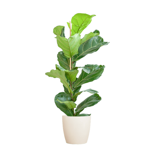Image of Ficus Lyrata – Geigen – Feige – Zimmerpflanze ↕80cm – Ø21cm – große Blätter – inklusive nachhaltigem Viber Topf Weiß-0