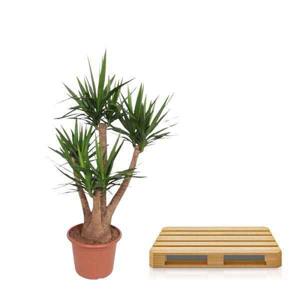 Image of Riesen – Palmlilie – Yucca Elephantipes verzweigt – Zimmerpflanze 170cm – Ø45cm – Pflegeleichte Grünpflanze mit langen, spitzen Blättern-2