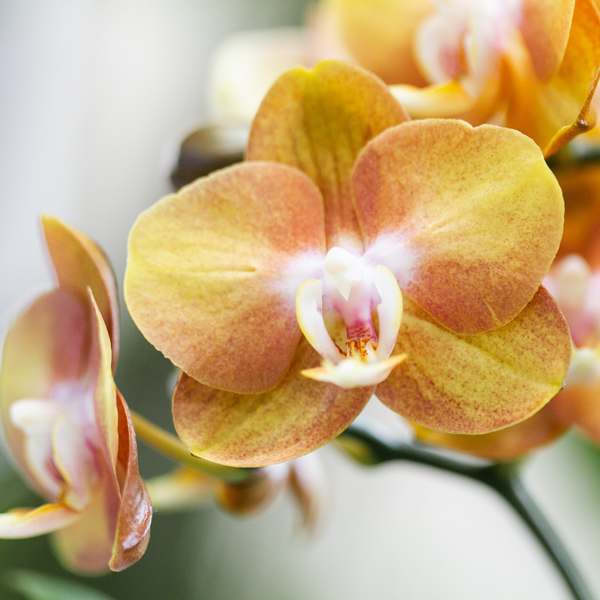 Image of Phalaenopsis Orchidee Las Vegas Zimmerpflanze Ø12cm – blühende Orchidee für Wohnzimmer, Büro & helle Standorte kaufen