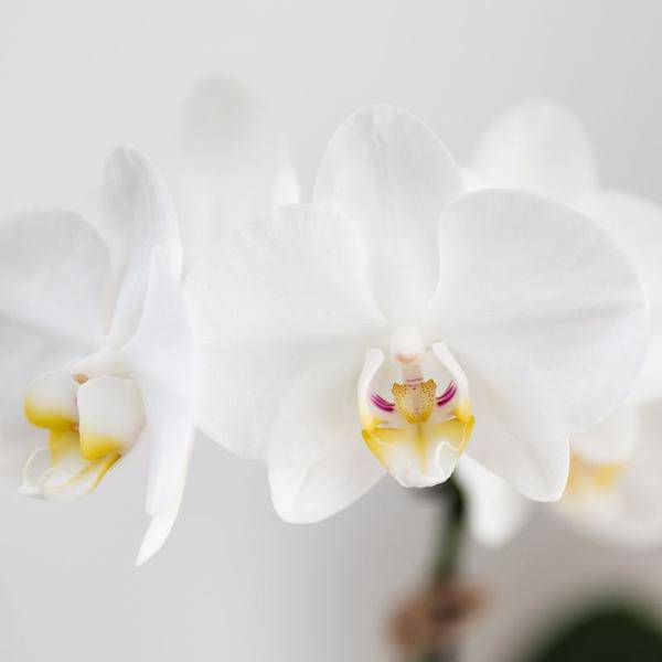 Image of Pflanzset Phalaenopsis Orchidee Amabilis Weiß & Sukkulente Crassula Hobbit – Im blauen Painted Stripe Keramiktopf Ø9cm + Ø6cm-1