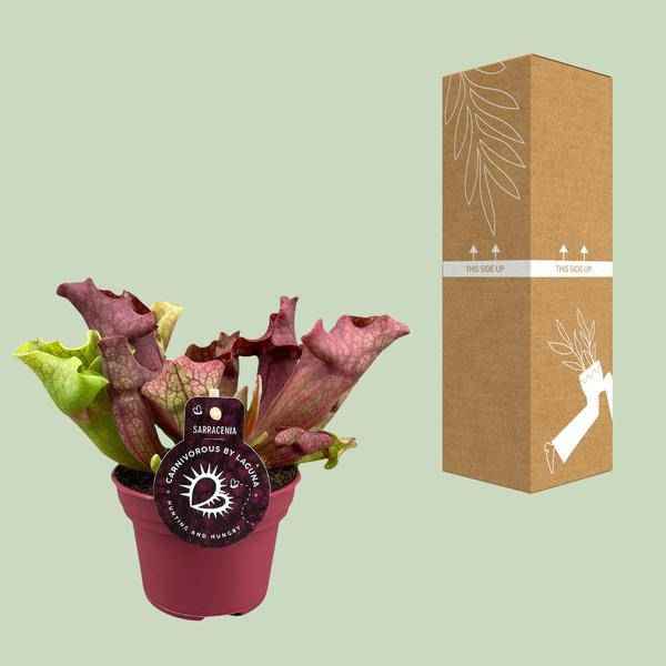 Image of Schlauchpflanze Sarracenia Zimmerpflanze Ø12cm ↕20cm – pflegeleichte Grünpflanze für Wohnzimmer, Büro & helle Standorte kaufen