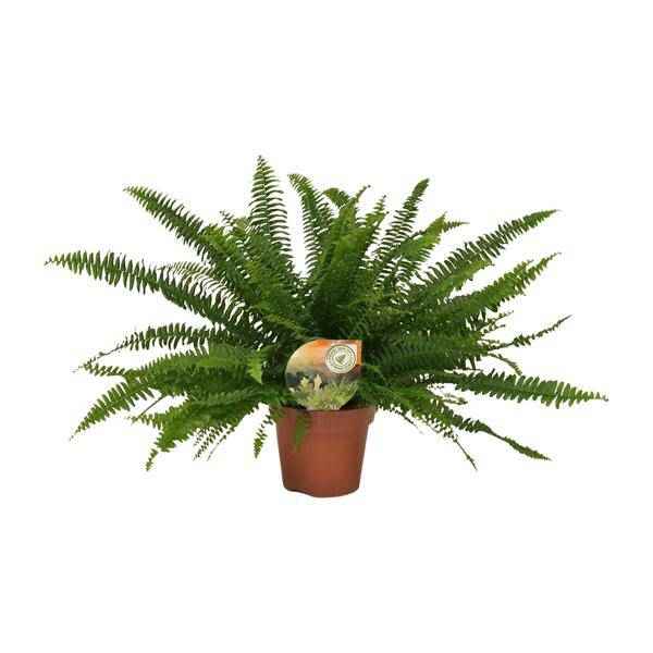 Image of Schwertfarn Nephrolepis Green Lady Zimmerpflanze Ø17cm ↕40cm – pflegeleichte Grünpflanze für Wohnzimmer, Büro & helle Standorte kaufen