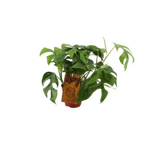Image of Fensterblatt – Monstera Minima – Zimmerpflanze – Ø12cm – ↕30cm – Kompakte & pflegeleichte Grünpflanze – Dekorative Kletterpflanze für Innenräume-0