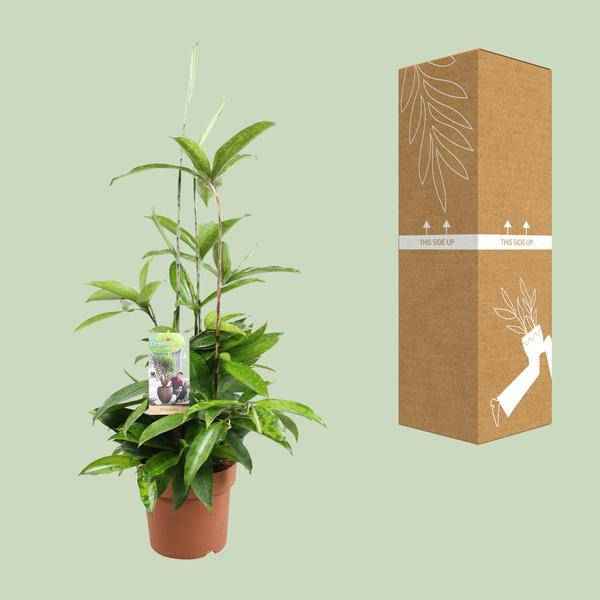 Image of Drachenbaum Dracaena Surculosa Zimmerpflanze Ø17cm ↕55cm – pflegeleichte Grünpflanze für Wohnzimmer, Büro & helle Standorte kaufen
