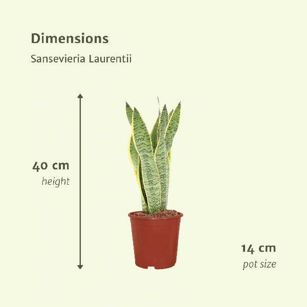 Image of Bogenhanf Sansevieria Laurentii Zimmerpflanze Ø14cm ↕40cm – pflegeleichte Grünpflanze für Wohnzimmer, Büro & helle Standorte kaufen-3