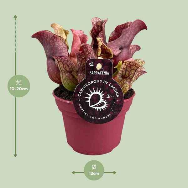 Image of Schlauchpflanze – Sarracenia – Ø12cm – ↕20cm – Fleischfressende Zimmerpflanze – Exotische Karnivore für Zuhause & Büro – Pflegeleicht & dekorativ