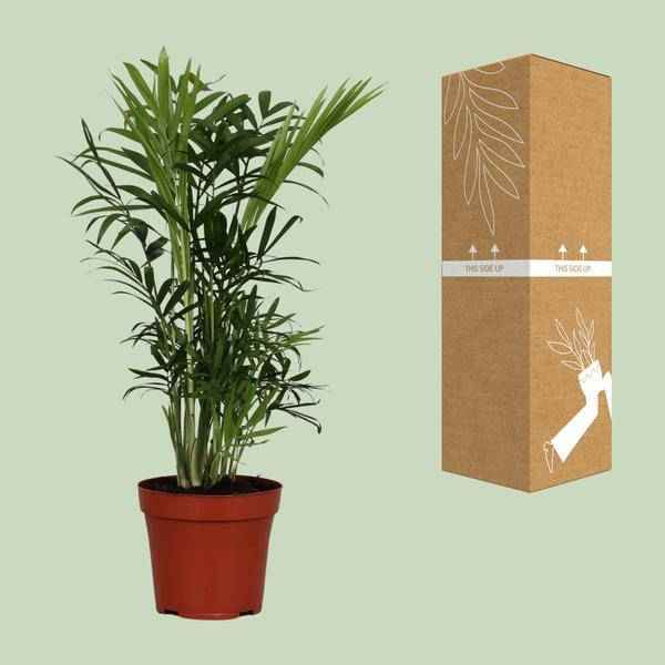 Image of Mexikanische Bergpalme Chamaedorea Elegans Zimmerpflanze Ø12cm ↕40cm – tropische Grünpflanze für Wohnzimmer, Büro & helle Standorte kaufen-2