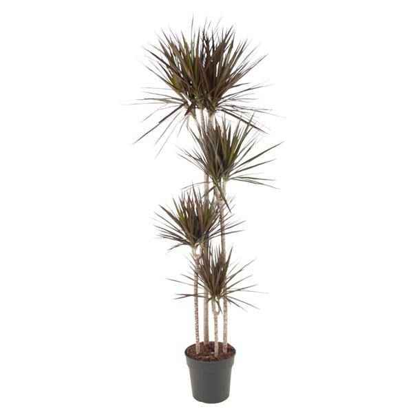 Image of Drachenbaum – Dracaena Magenta 180cm – Ø27cm – Zimmerpflanze mit grünen Blättern & magentafarbenem Rand – Pflegeleicht-0