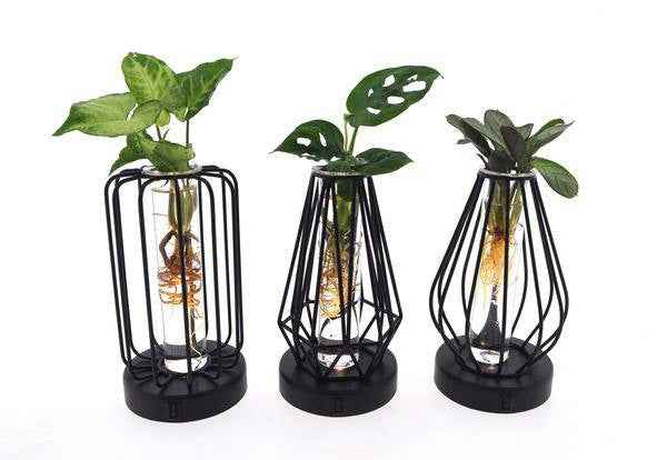 Image of Zimmerpflanzen Mix im Turin Glas mit LED 3 Pflanzen Ø7cm ↕20cm – pflegeleichtes Pflanzen Set für Urban Jungle, Fensterbank, Wohnzimmer & Büro-0