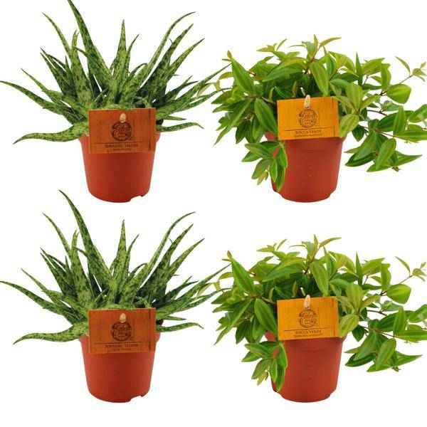 Image of 2x Aloe Spider + 2x Peperomia Ang. Rocca Vivace – Zimmerpflanzen-Set – Ø10.5cm – ↕10cm – Pflegeleicht & dekorativ – Für helle & halbschattige Standorte-0