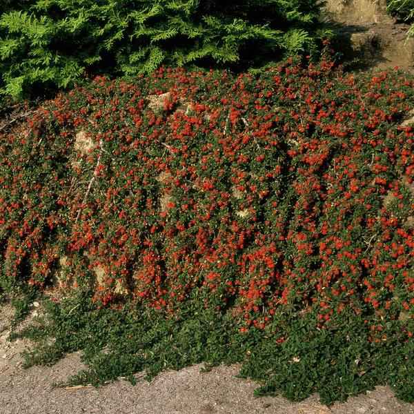 Image of Cotoneaster prostratus 'Königin der Teppiche' – Teppichmispel – Ø9cm – ↕10-25cm – 12 Pflanzen – Winterharter Bodendecker mit Blüten & Beeren