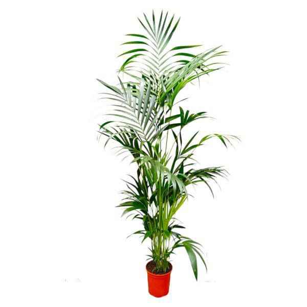 Image of Kentia – Palme – Howea forsteriana – Zimmerpflanze – 200cm – Ø24cm – Elegante Grünpflanze für Wohnzimmer, Büro & Wintergarten – Tropische Kübelpflanze-0