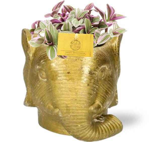 Image of Tradescantia Sweetness Fangblatt – Zimmerpflanze Ø10,5cm – ca. 10cm hoch – Mit Elefant Gold Topf Ø11/12x10cm – Bunte Blätter – Für Wohnzimmer & Büro