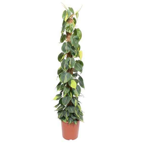 Image of Baumfreund – Philodendron Scandens Brasil 150cm – Ø27cm – Kletterpflanze mit Moosstock – Herzförmige Blätter-0