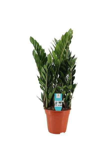 Image of Zamioculcas – Glücksfeder – Zimmerpflanze ↕75cm – Ø21cm – Robuste & pflegeleichte Grünpflanze-0