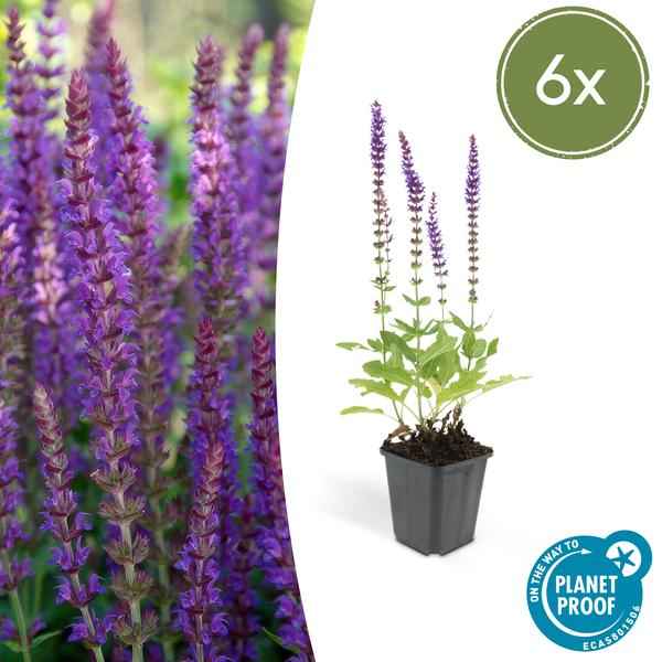 Image of Blüten – Salbei – Salvia nemorosa 'Ostfriesland' – ↕10-25cm – Ø9cm – 6 Pflanzen – Lila Blüten – Pflegeleichte Staude – Sonniger Standort-1