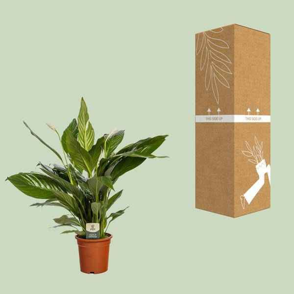 Image of Einblatt Spathiphyllum Bingo Cupido Zimmerpflanze Ø19cm ↕80cm – pflegeleichte Grünpflanze für Wohnzimmer, Büro & helle Standorte kaufen-2