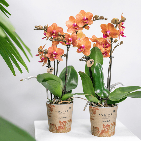 Image of Phalaenopsis Orchideen Orange Zimmerpflanze Ø9cm – blühende Orchidee für Wohnzimmer, Büro & helle Standorte kaufen-1