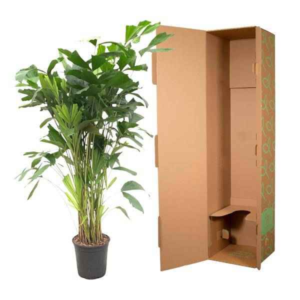 Image of Caryota Mitis – Fischschwanzpalme – Zimmerpflanze ca. 140cm – Ø24cm – Tropische Palme mit gefiederten Blättern für Wohnzimmer, Büro & Wintergarten-2