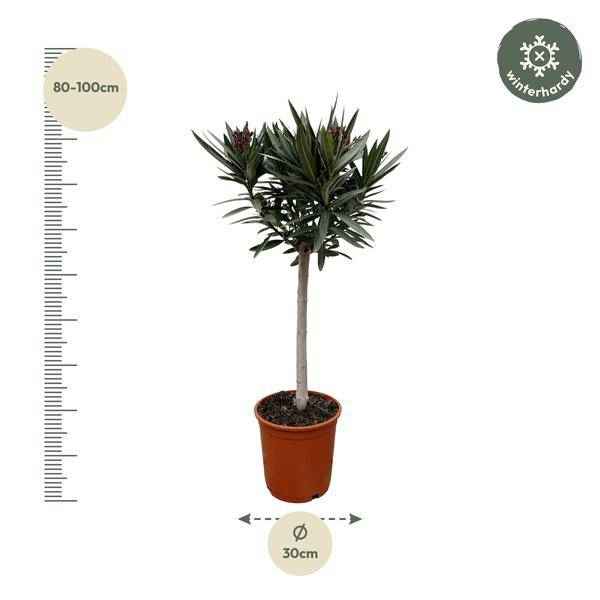 Image of Rosenlorbeer Gartenpflanze Ø22cm ↕90cm – Pflanze für Garten, Balkon, Terrasse, Kübel & Beet online kaufen-1
