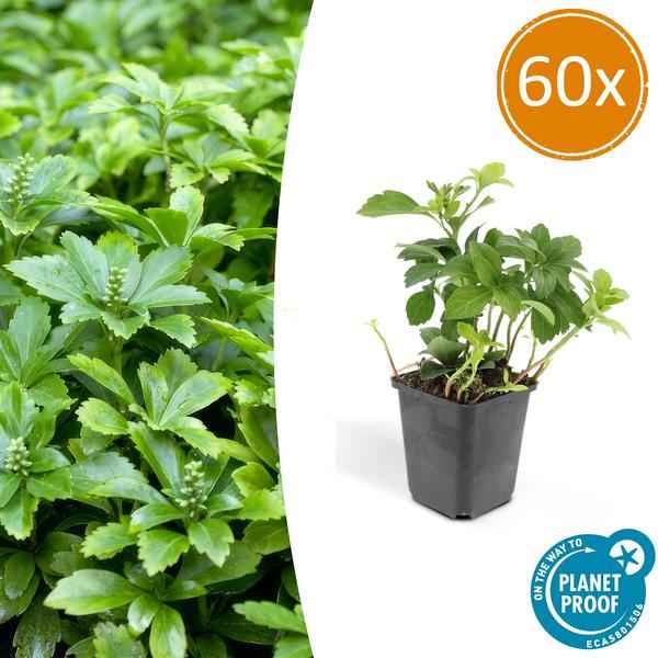 Image of Pachysandra terminalis 'Green Carpet' – 60 Pflanzen – Schattengrün – Immergrüner Bodendecker – Pflegeleicht – Weiße Blüten – Halbschatten-1