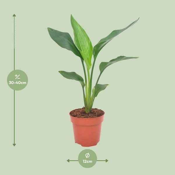 Image of Paradiesvogelblume – Strelitzia reginae – Zimmerpflanze – Ø12cm – ↕40cm – exotische Bird of Paradise Pflanze für Wohnzimmer & Büro-1