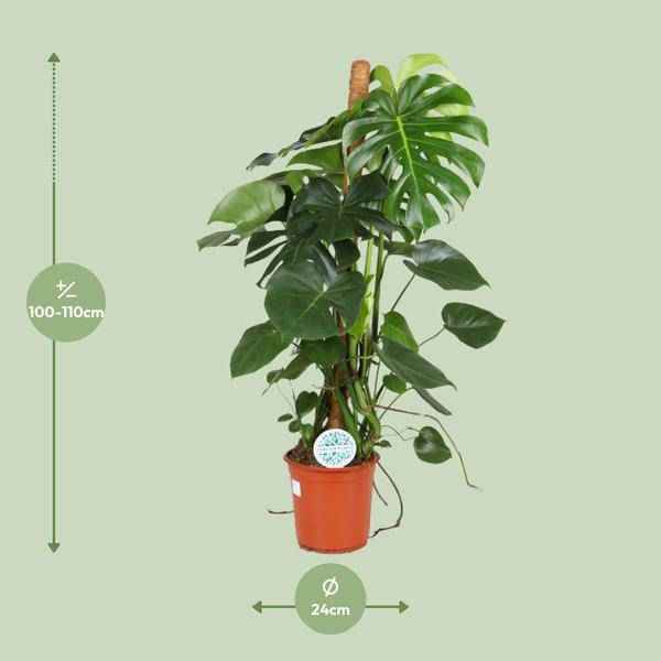 Image of Köstliches Fensterblatt Monstera Deliciosa Zimmerpflanze Ø24cm ↕105cm – pflegeleichte Grünpflanze für Wohnzimmer, Büro & helle Standorte kaufen