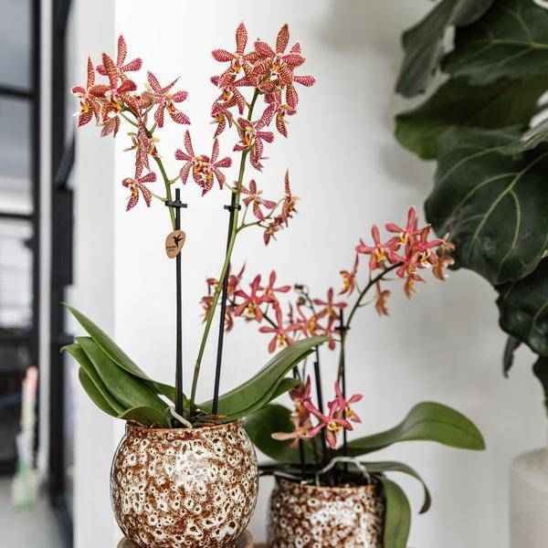 Image of Blumentopf Safari – Ø9cm – Handgefertigter Keramik Pflanztopf – Dekorativer Übertopf für kleine Zimmerpflanzen – Stilvolle Innendeko-2