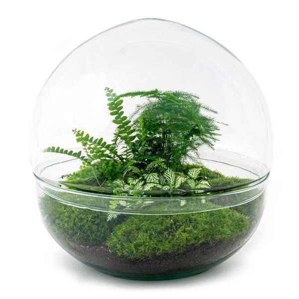 Image of Flaschengarten DIY Bausatz Terrarium Kuppel XL Ø30cm – pflegeleichter Flaschengarten im Glas, Pflanzen Terrarium für Wohnzimmer & Büro-0