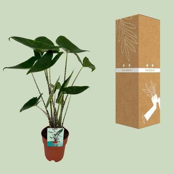 Image of Alocasia Zebrina Elefantenohr – Ø19cm H75cm – Tropische Zimmerpflanze mit zebragestreiften Stielen – Exotischer Blickfang für Wohnzimmer & Büro-2
