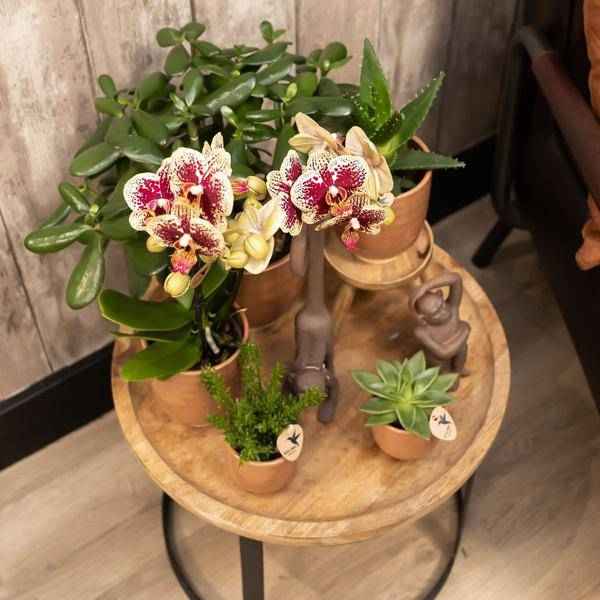 Image of Glasierter Blumentopf Cognac Zimmerpflanze Ø12cm – blühende Orchidee für Wohnzimmer, Büro & helle Standorte kaufen-2